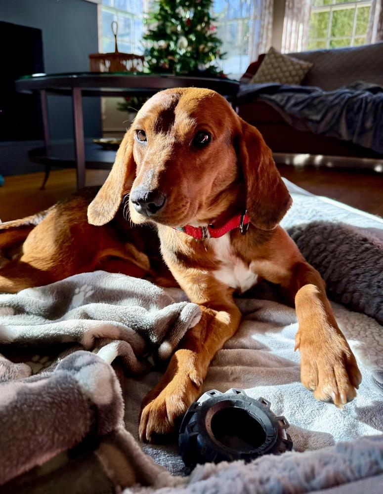 Enlarge Margo, a Adoptable mixed breed in Greenlawn, NY image 4/6