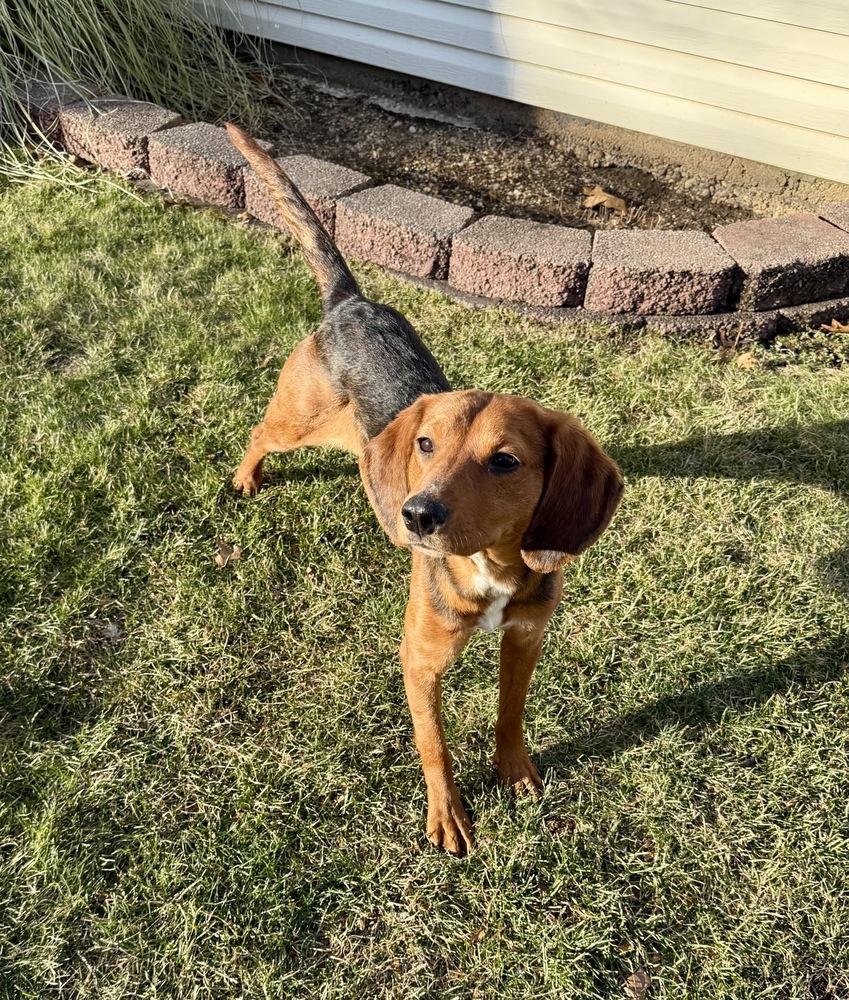 Enlarge Margo, a Adoptable mixed breed in Greenlawn, NY image 5/6