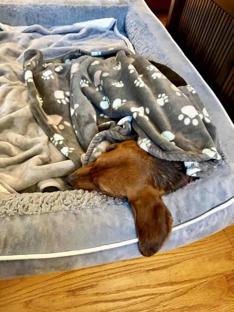 Enlarge Margo, a Adoptable mixed breed in Greenlawn, NY image 6/6