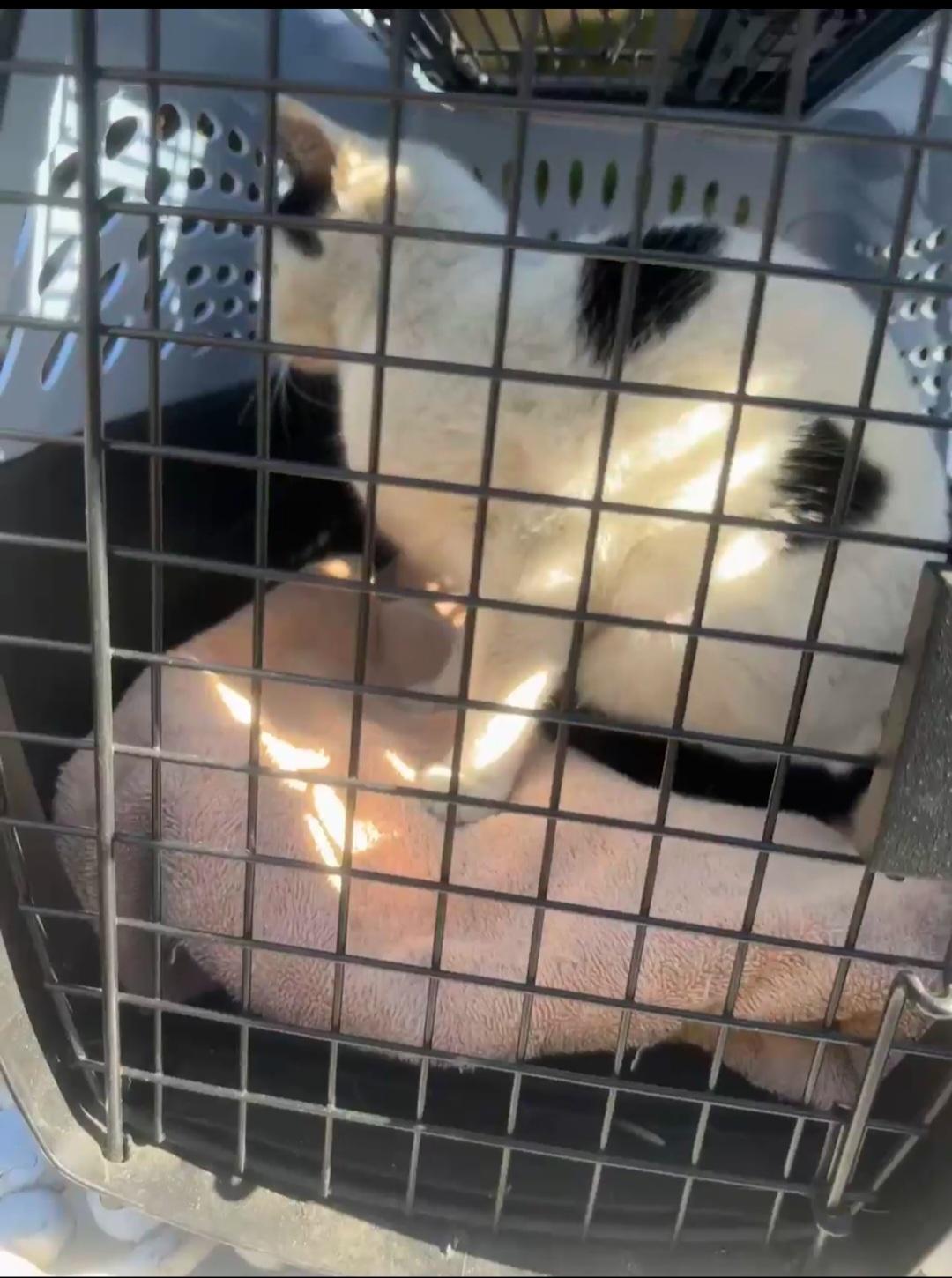 Enlarge Princess Paula Polka Dot, a Adoptable mixed breed in BEVERLY HILLS, CA image 4/5