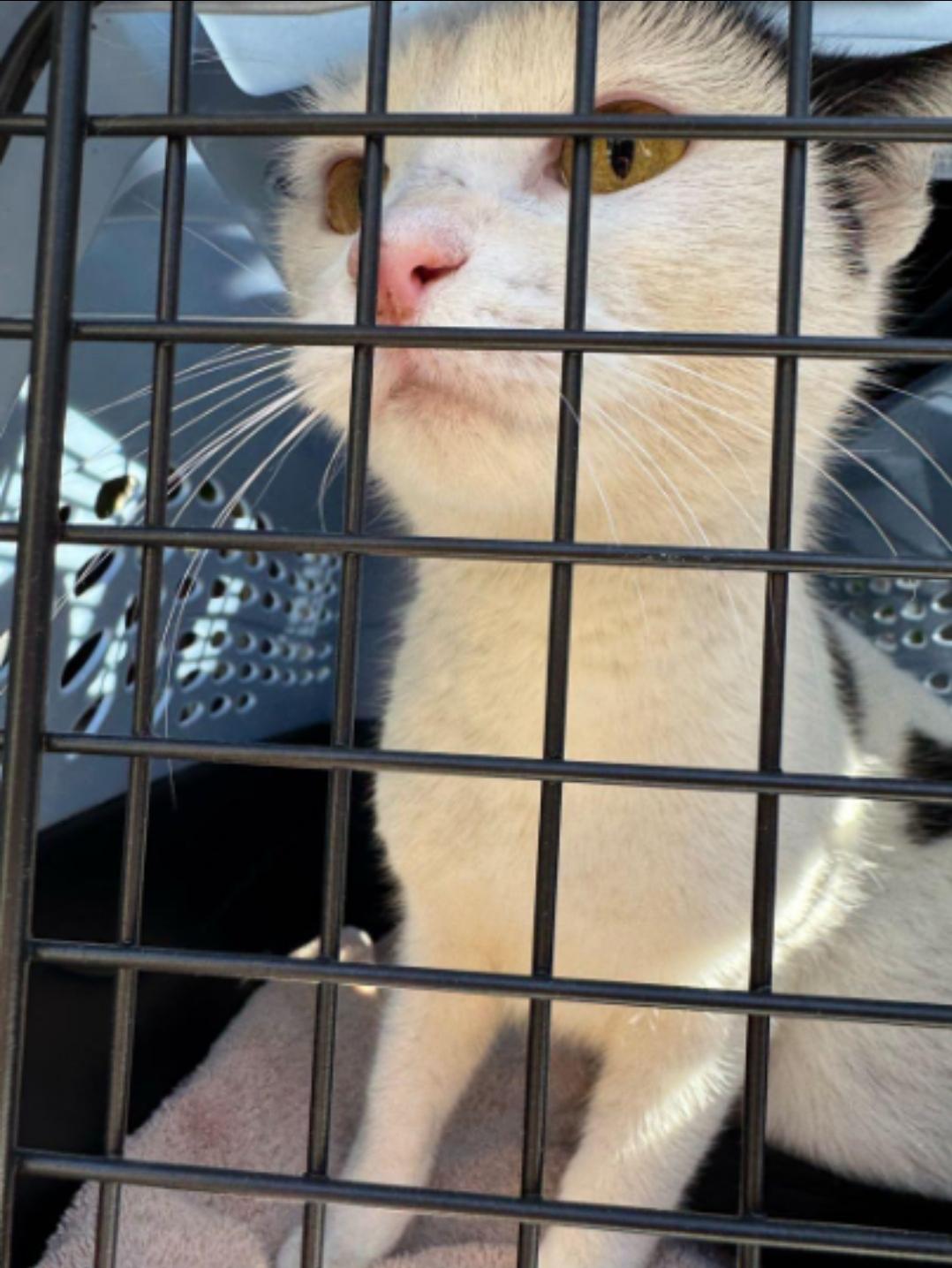 Princess Paula Polka Dot, Adoptable, Young Female American Shorthair & British Shorthair.