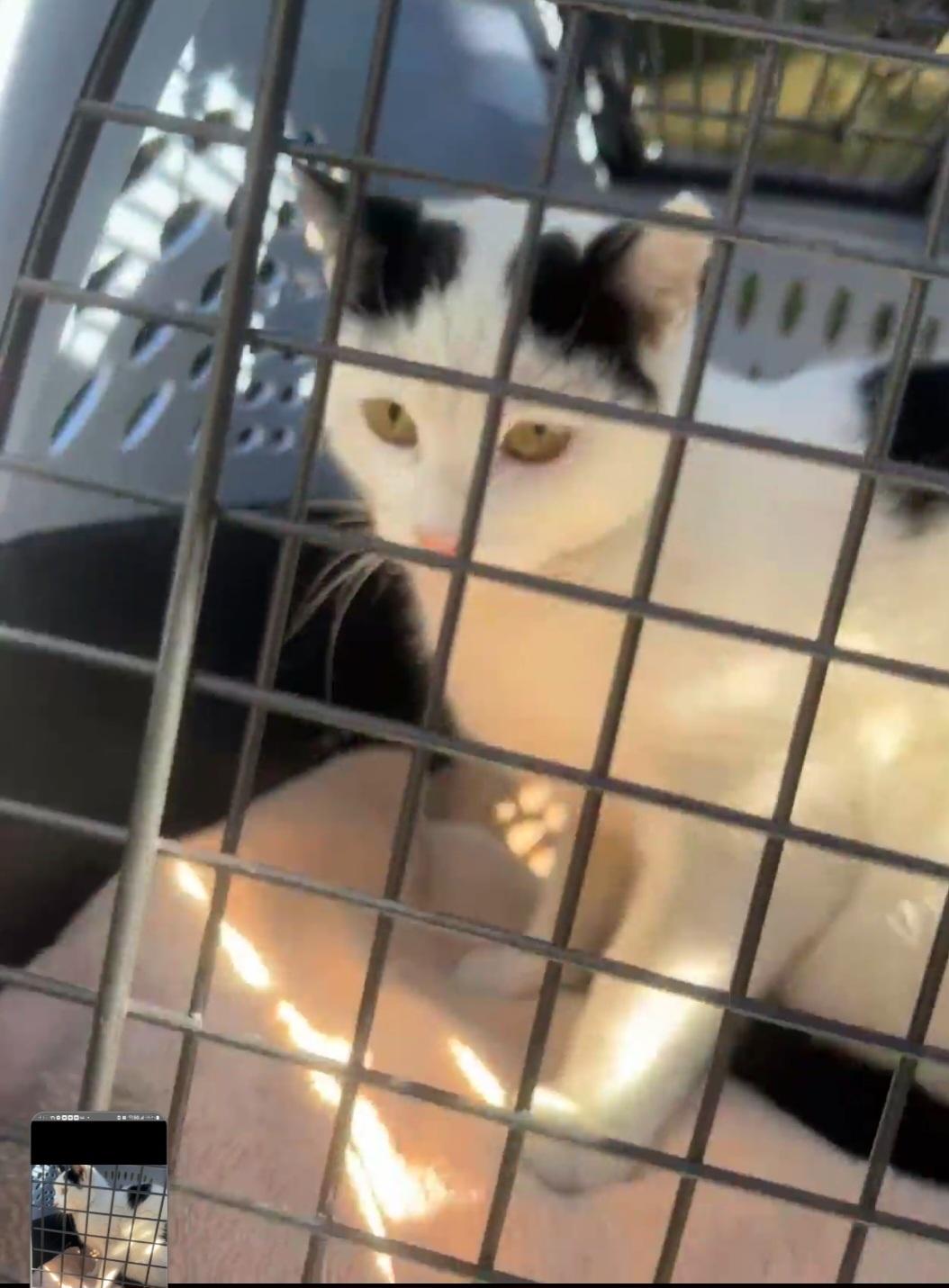 Enlarge Princess Paula Polka Dot, a Adoptable mixed breed in BEVERLY HILLS, CA image 5/5