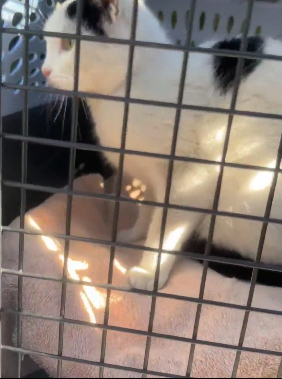 Enlarge Princess Paula Polka Dot, a Adoptable mixed breed in BEVERLY HILLS, CA image 2/5