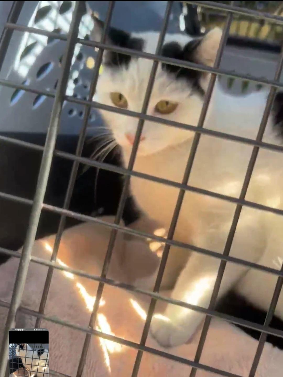 Enlarge Princess Paula Polka Dot, a Adoptable mixed breed in BEVERLY HILLS, CA image 3/5