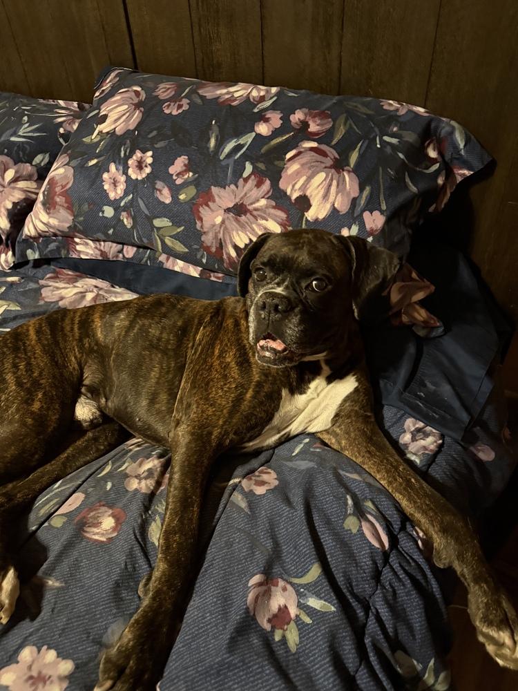 Shadow II, Adoptable, Senior Male Boxer.