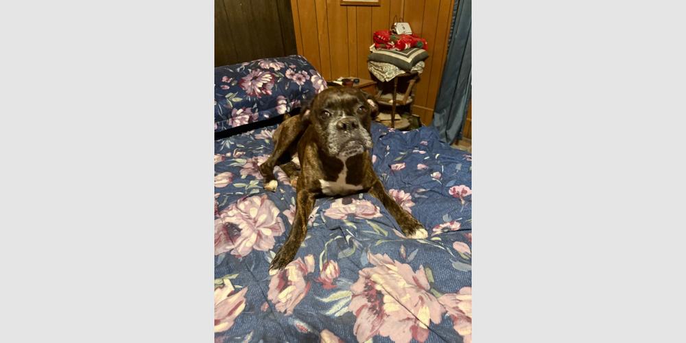 Enlarge Shadow II, a Adoptable Boxer in Hewitt, TX image 2/3