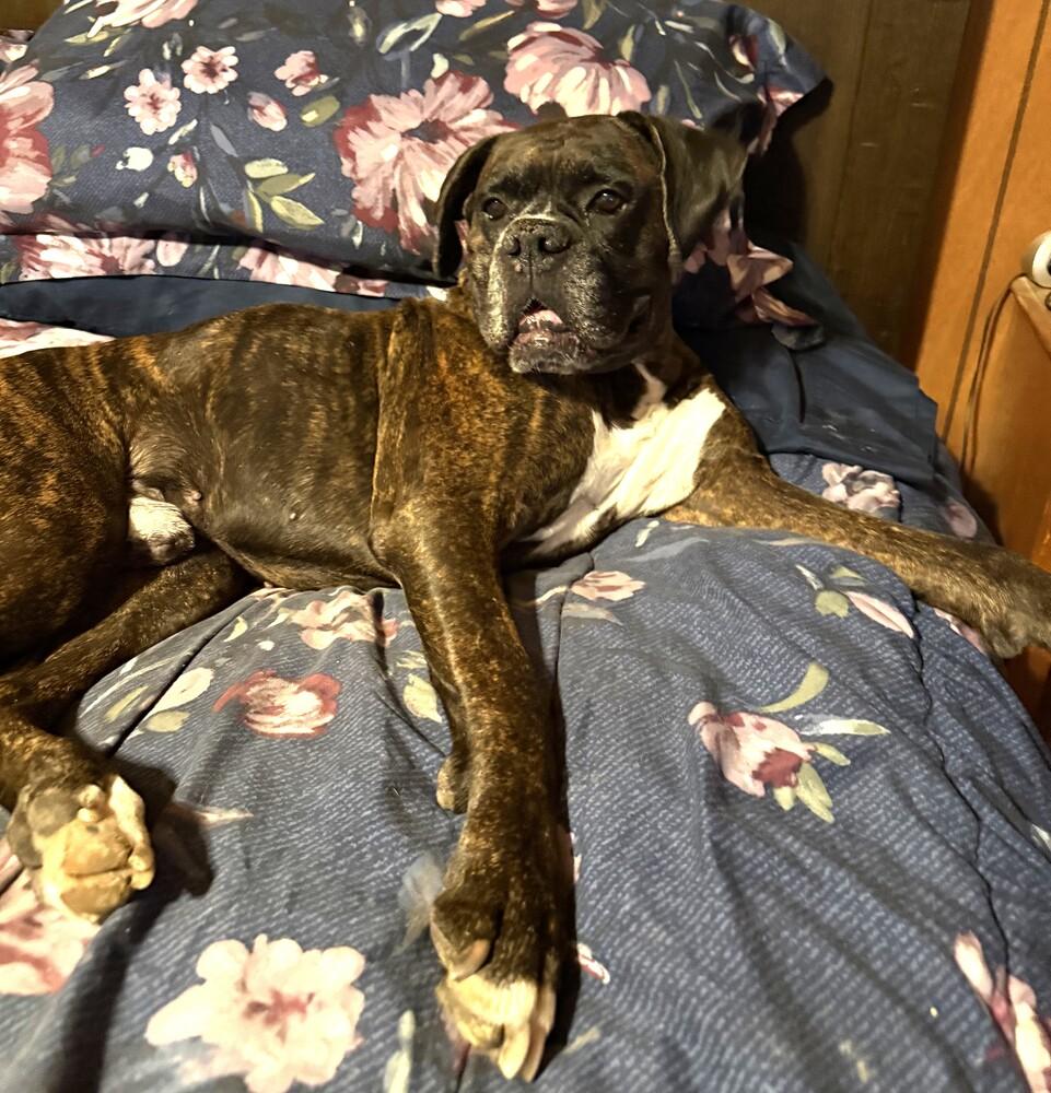 Enlarge Shadow II, a Adoptable Boxer in Hewitt, TX image 3/3