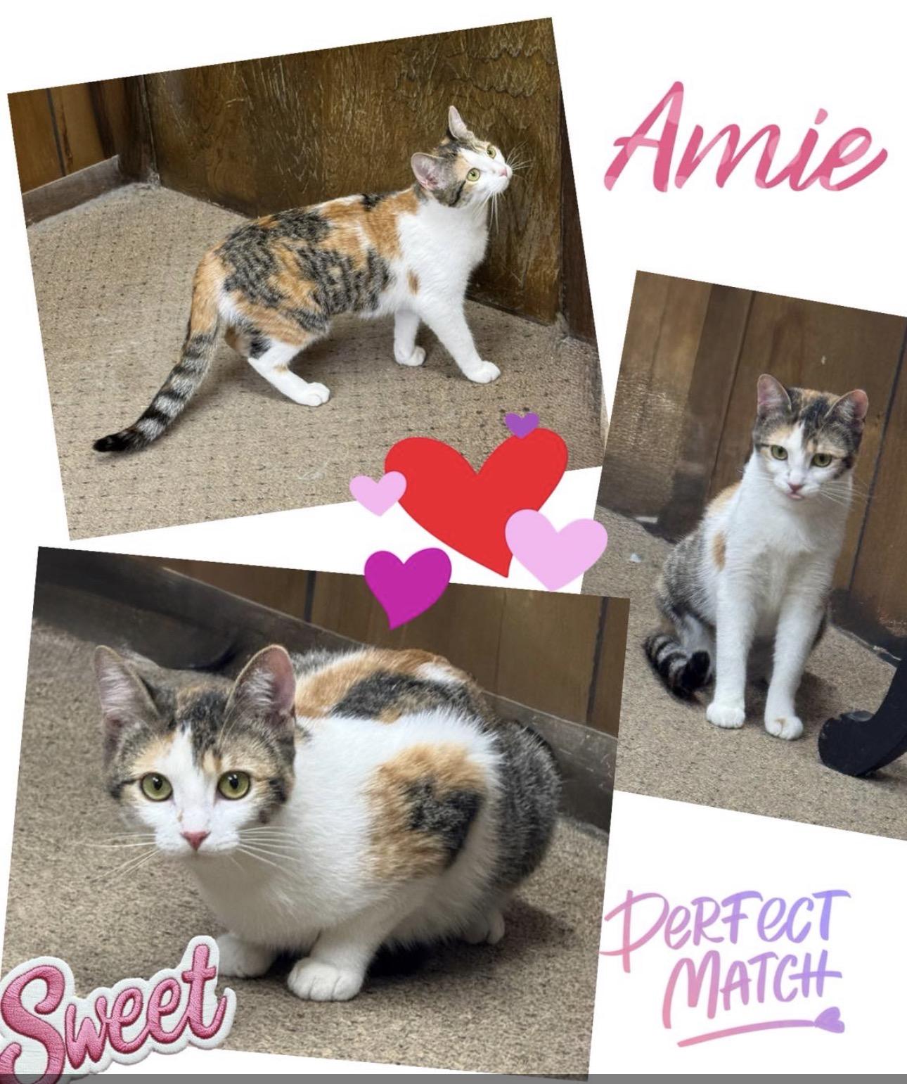 Amie, Adoptable, Young Female Domestic Short Hair.