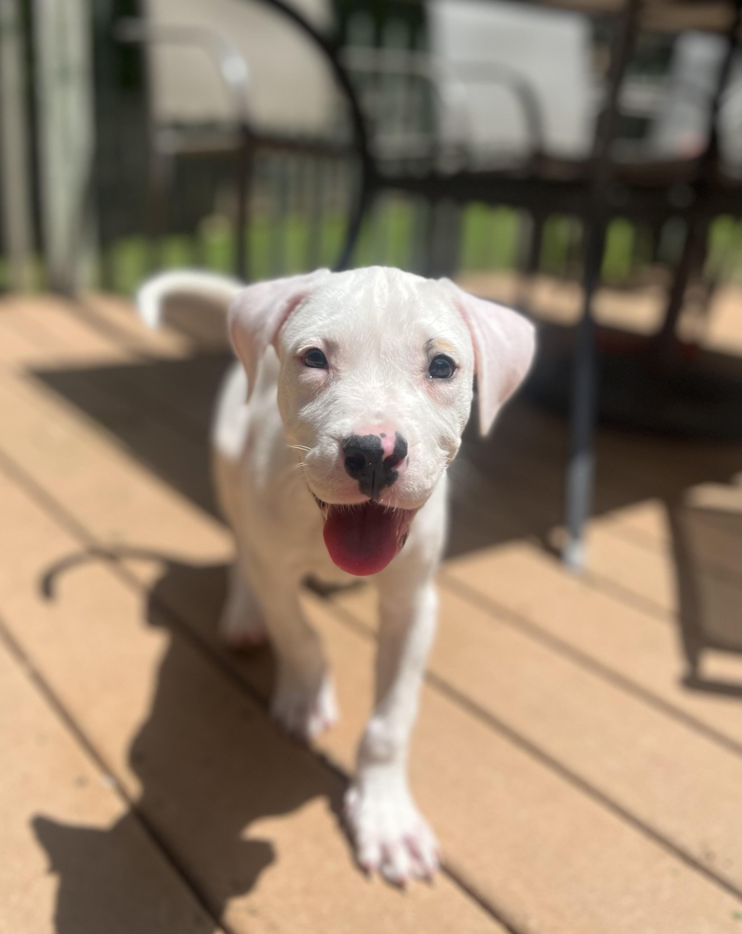 Dax, Adopted, Puppy Male Pit Bull Terrier.