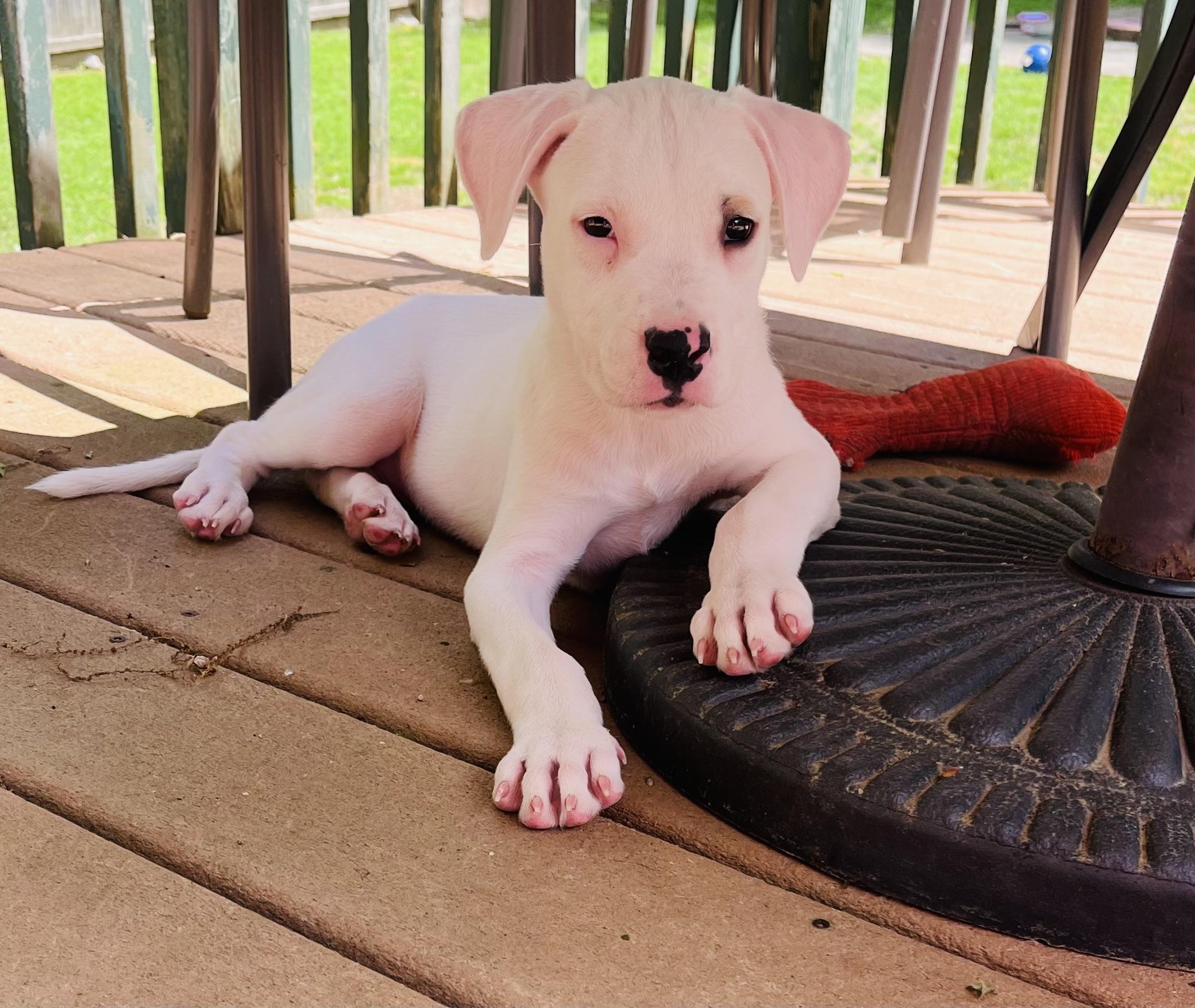 Dax, a Adopted Pit Bull Terrier in Hamburg, NJ image 2/3