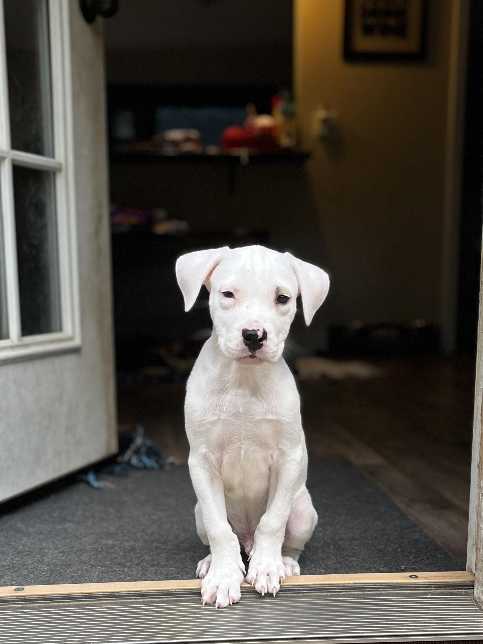 Dax, a Adopted Pit Bull Terrier in Hamburg, NJ image 3/3