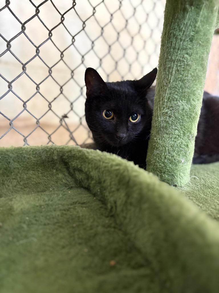 Enlarge Blink, a Adoptable mixed breed in Waverly, NY image 1/2