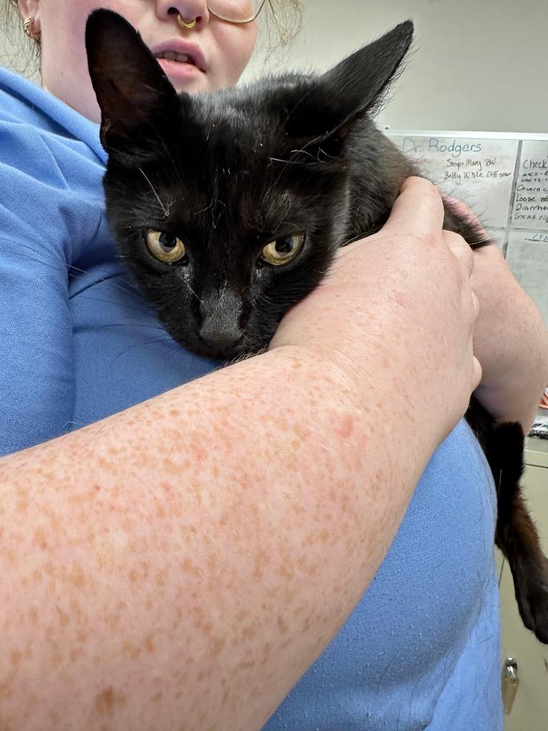 Enlarge Blink, a Adoptable mixed breed in Waverly, NY image 2/2