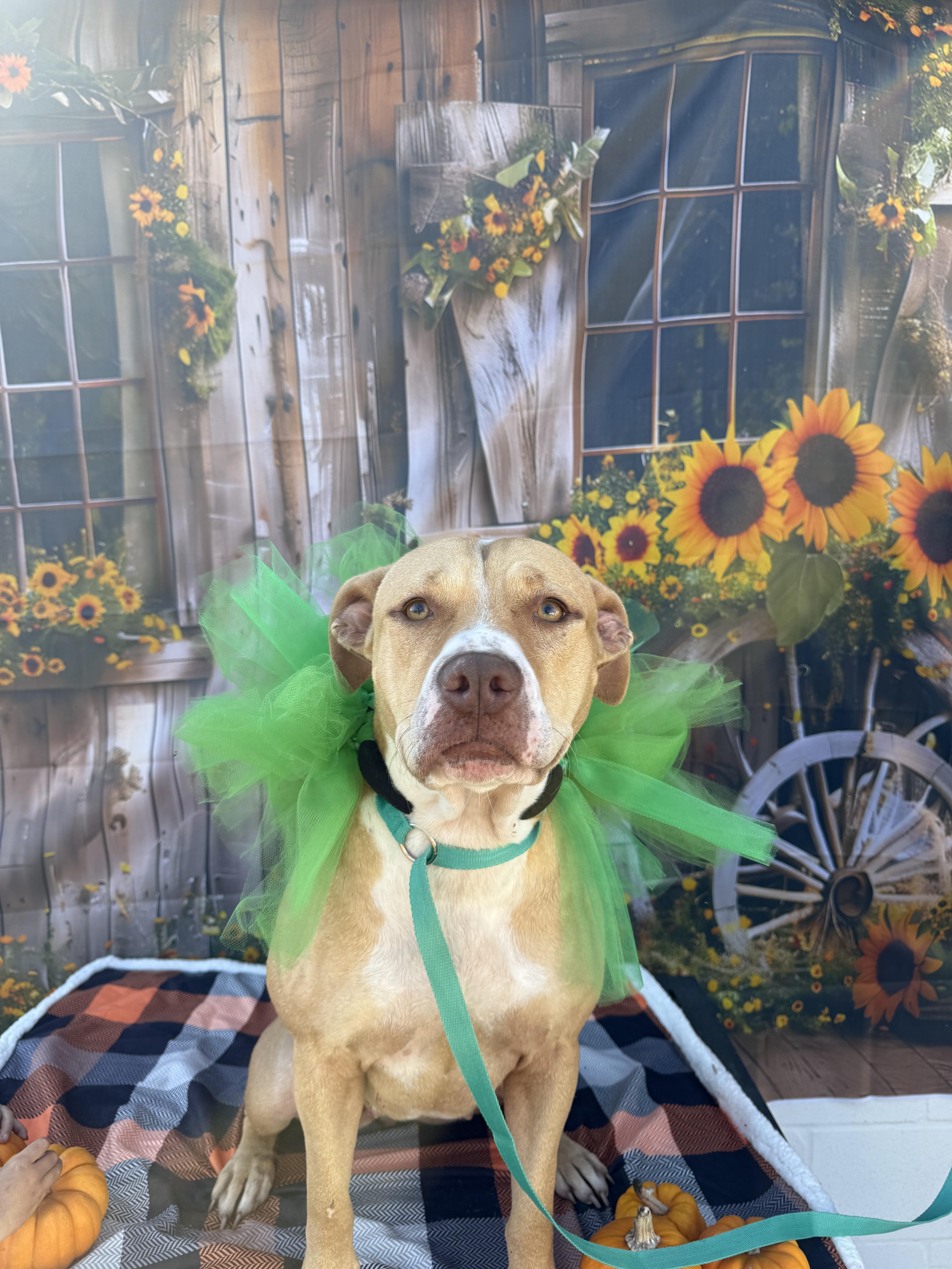 Bambi, Adoptable, Adult Female Pit Bull Terrier.