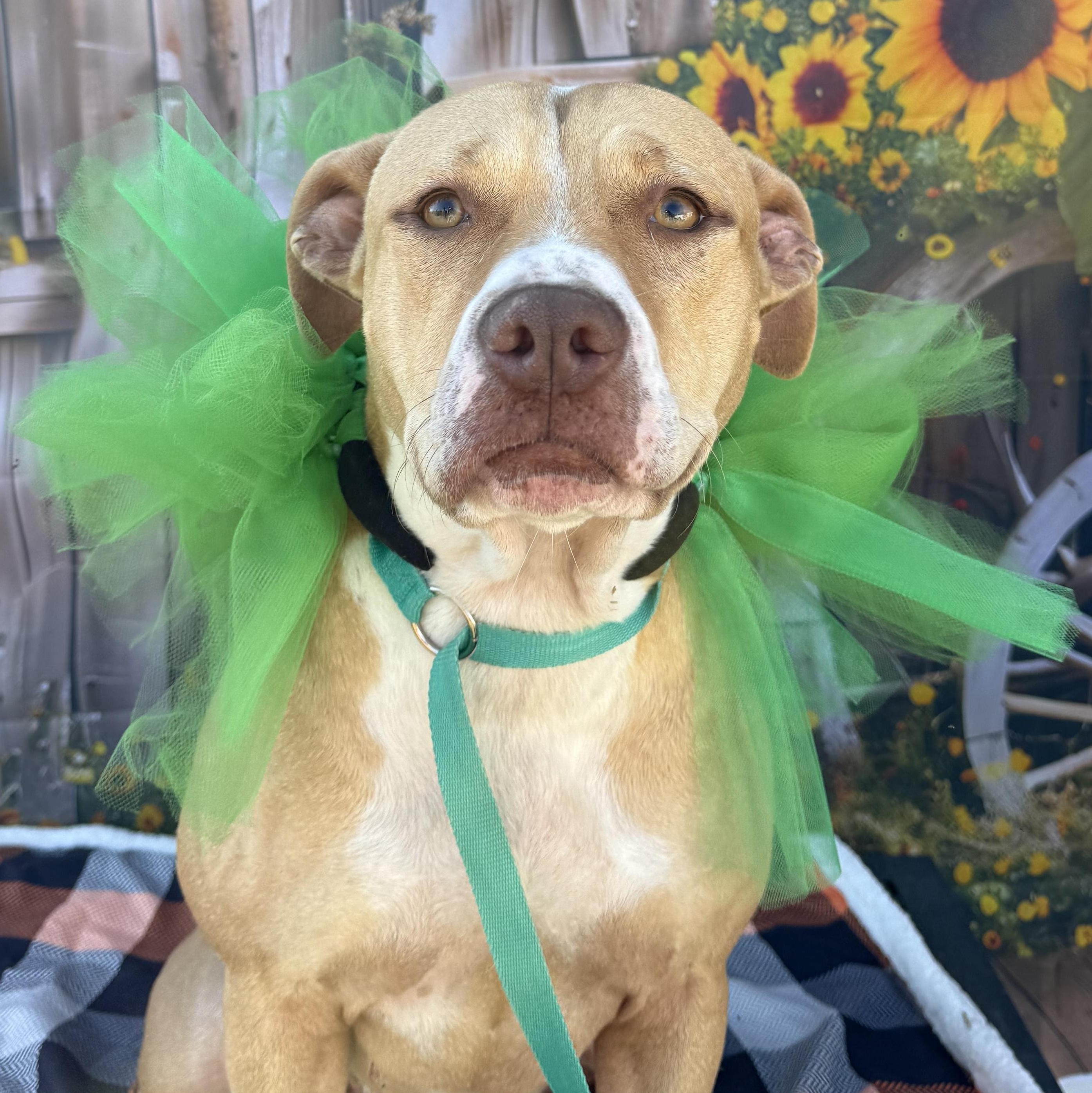 Enlarge Bambi, a Adoptable Pit Bull Terrier in Lakeland, GA image 1/2