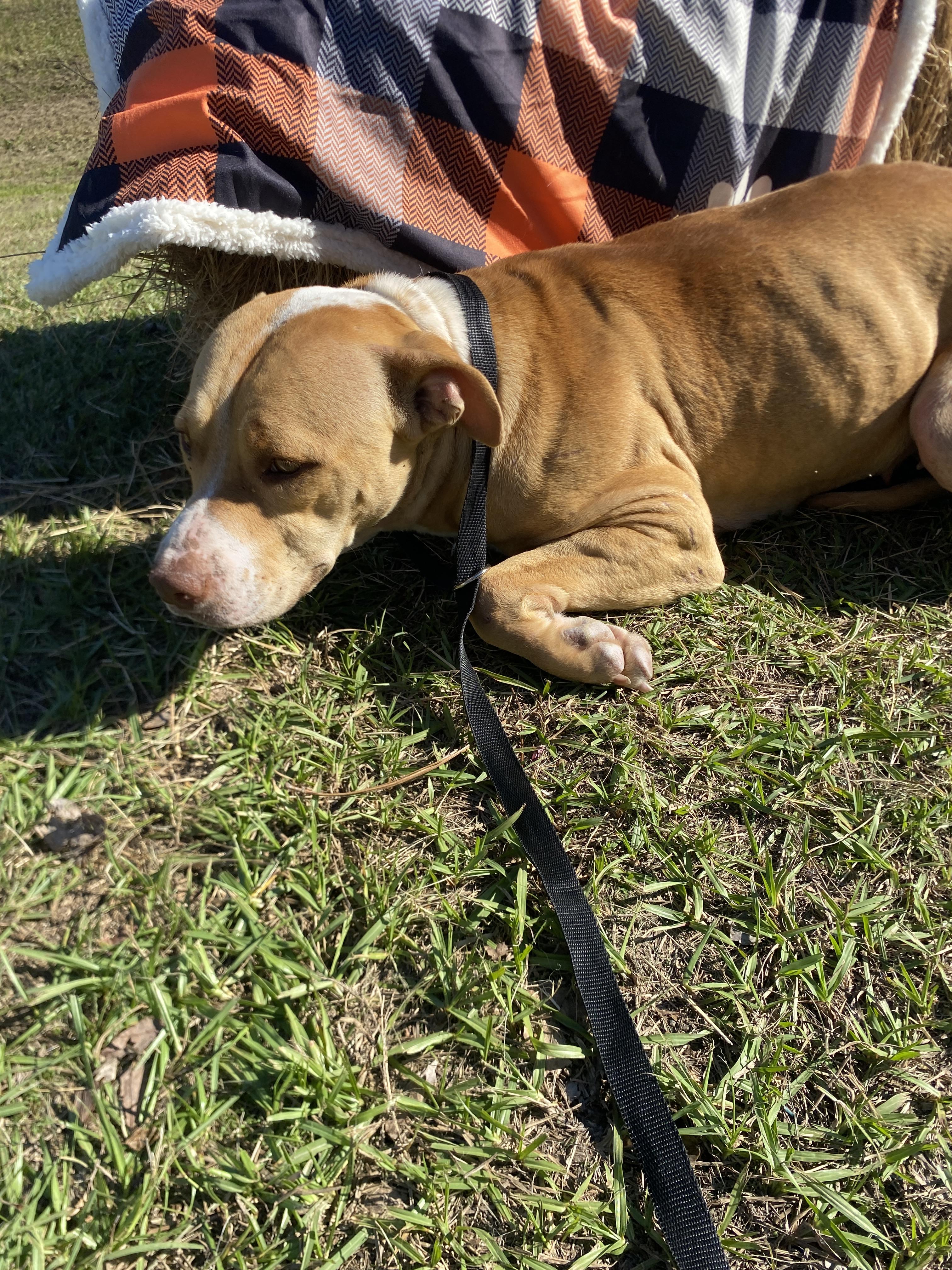 Bambi, Adoptable, Adult Female Pit Bull Terrier.