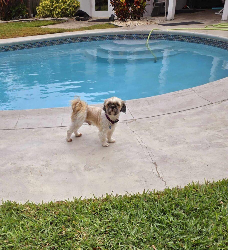 Chipley, a Adopted Shih Tzu in Hollywood, FL image 1/4
