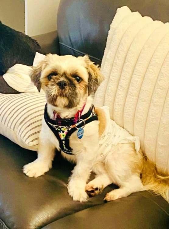 Chipley, a Adopted Shih Tzu in Hollywood, FL image 2/4