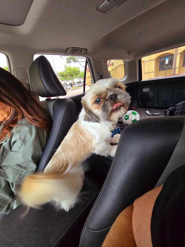 Chipley, a Adopted Shih Tzu in Hollywood, FL image 3/4