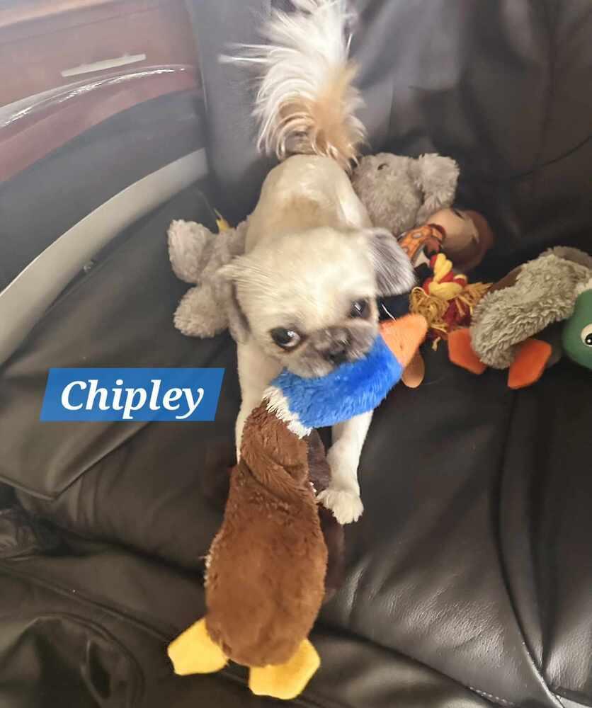 Chipley, a Adopted Shih Tzu in Hollywood, FL image 4/4