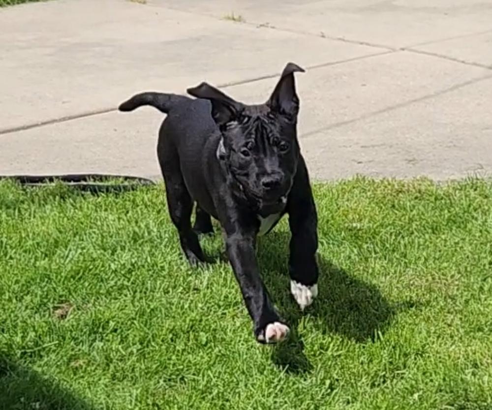 Enlarge Maverick, a Adoptable mixed breed in Lincoln Park, MI image 1/6