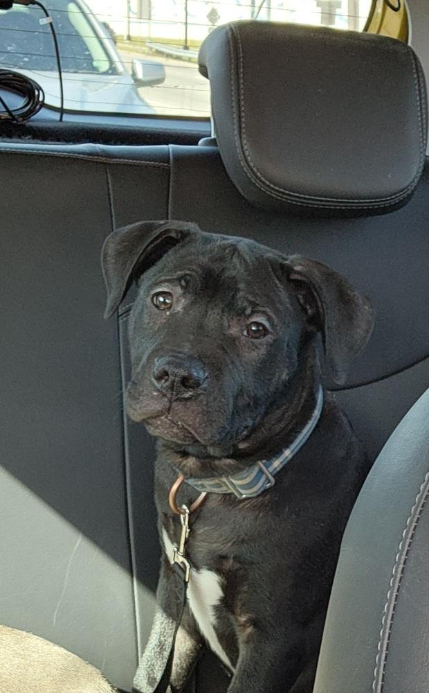 Enlarge Maverick, a Adoptable mixed breed in Lincoln Park, MI image 4/6