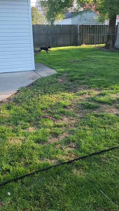 Enlarge Maverick, a Adoptable mixed breed in Lincoln Park, MI video 5/6