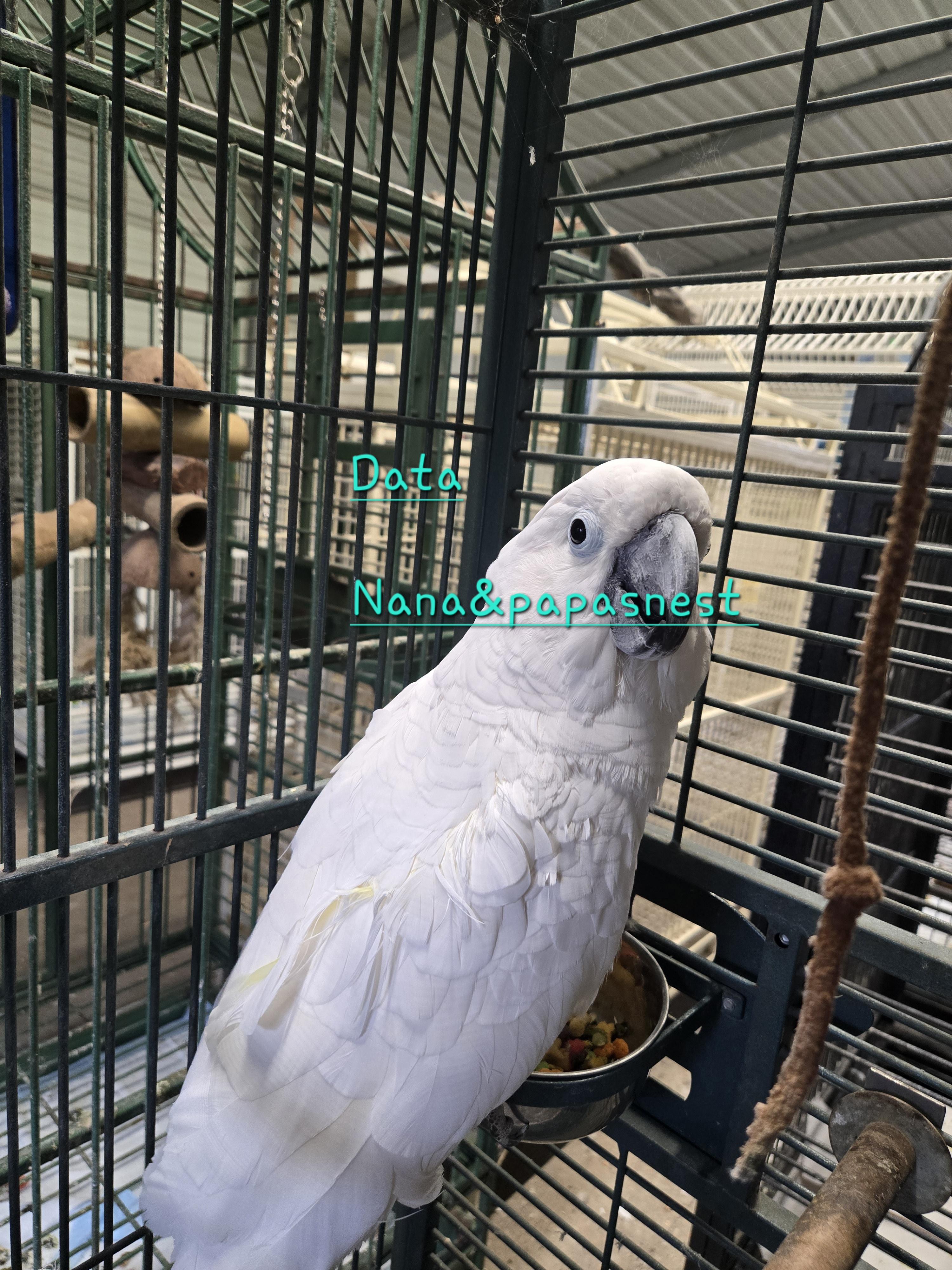 Enlarge Data, a ADOPTABLE Cockatoo in Wakefield, VA image 1/1