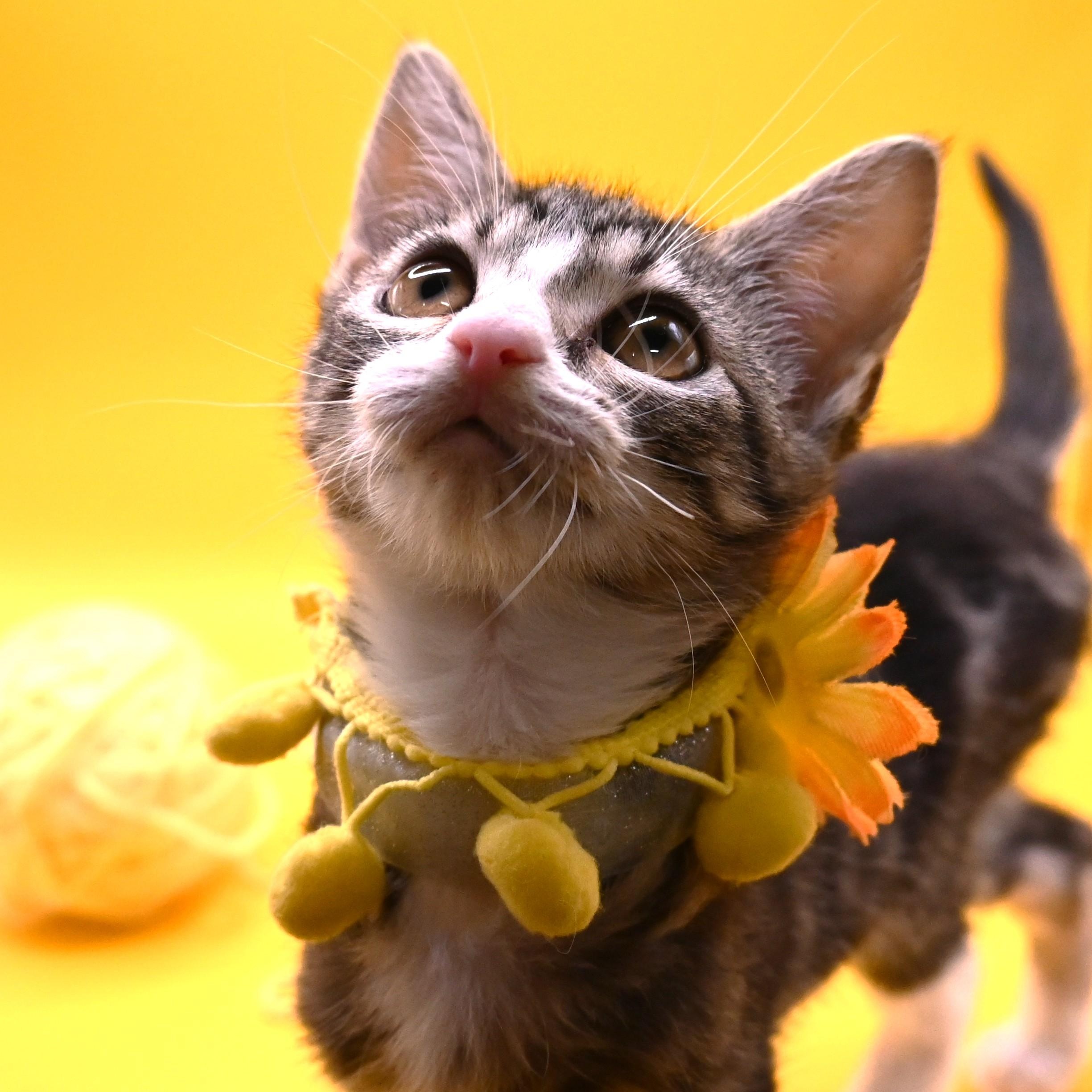 Patty (so sweet), a Adoptable mixed breed in Farmington, CT image 3/6