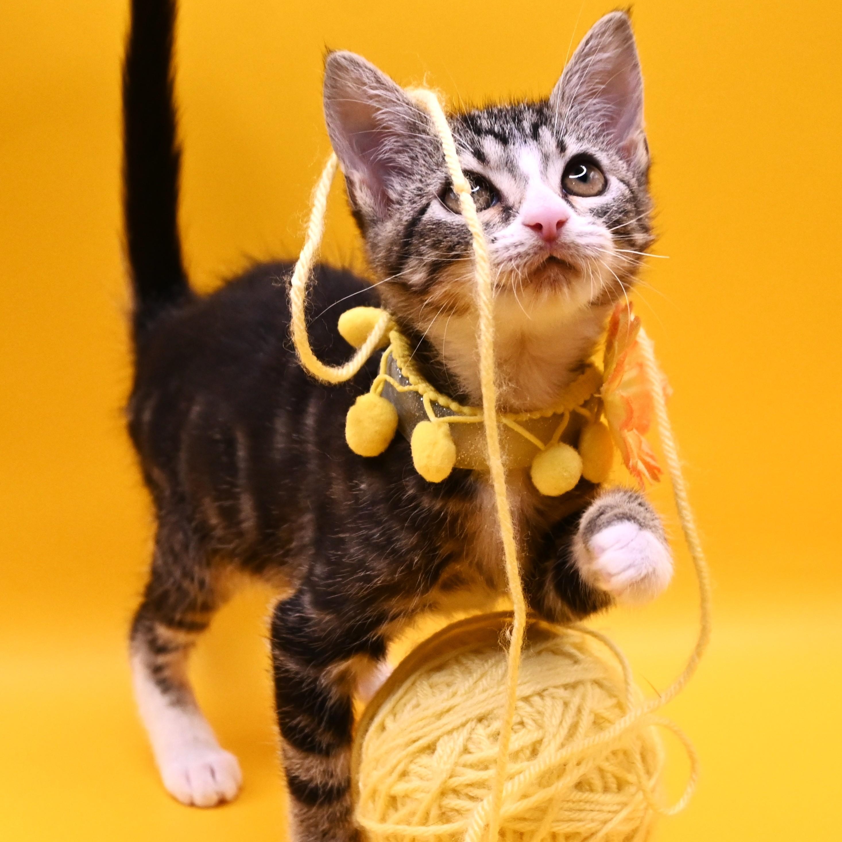 Patty (so sweet), a Adoptable mixed breed in Farmington, CT image 5/6