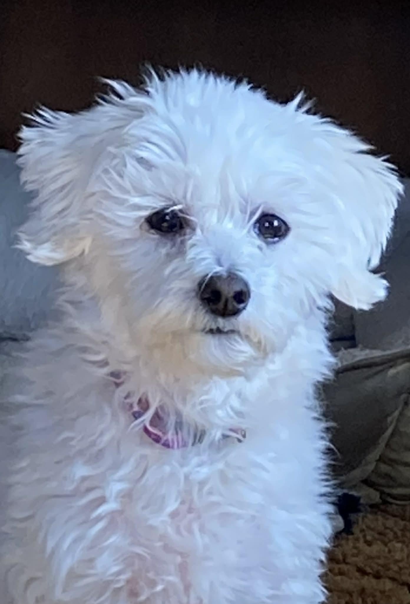 Phoebe!!, adoptable, Senior Female Bichon Frise & Poodle.