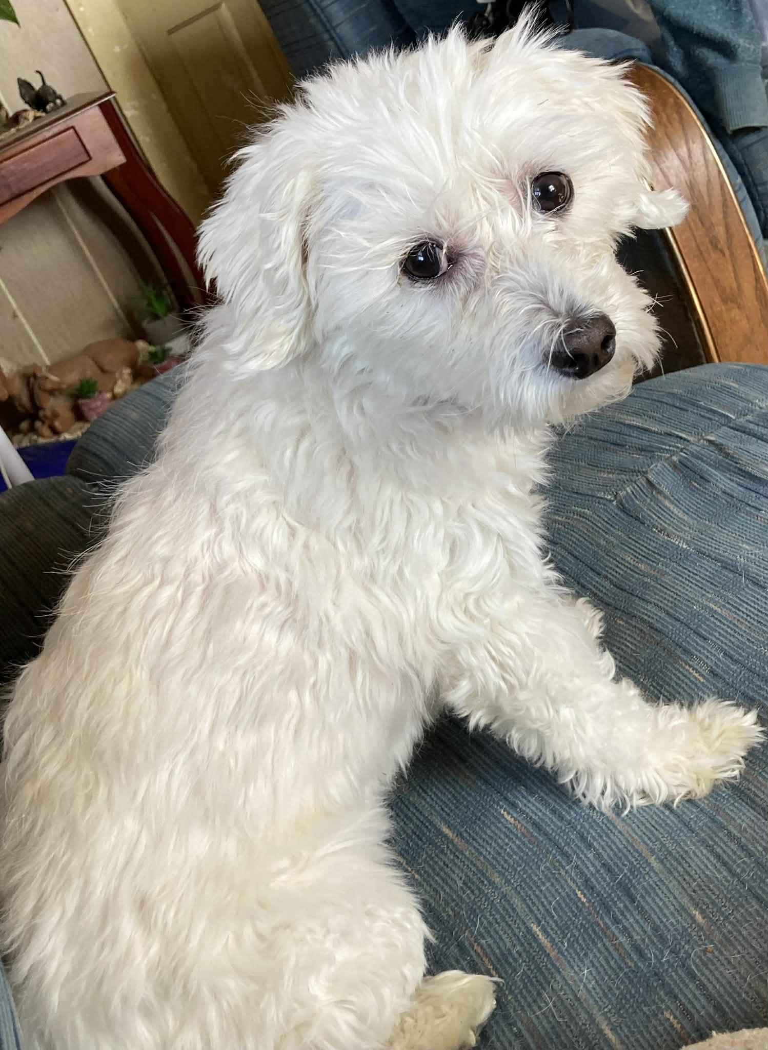 Enlarge Phoebe!!, an adoptable mixed breed in Celina, OH image 5/6