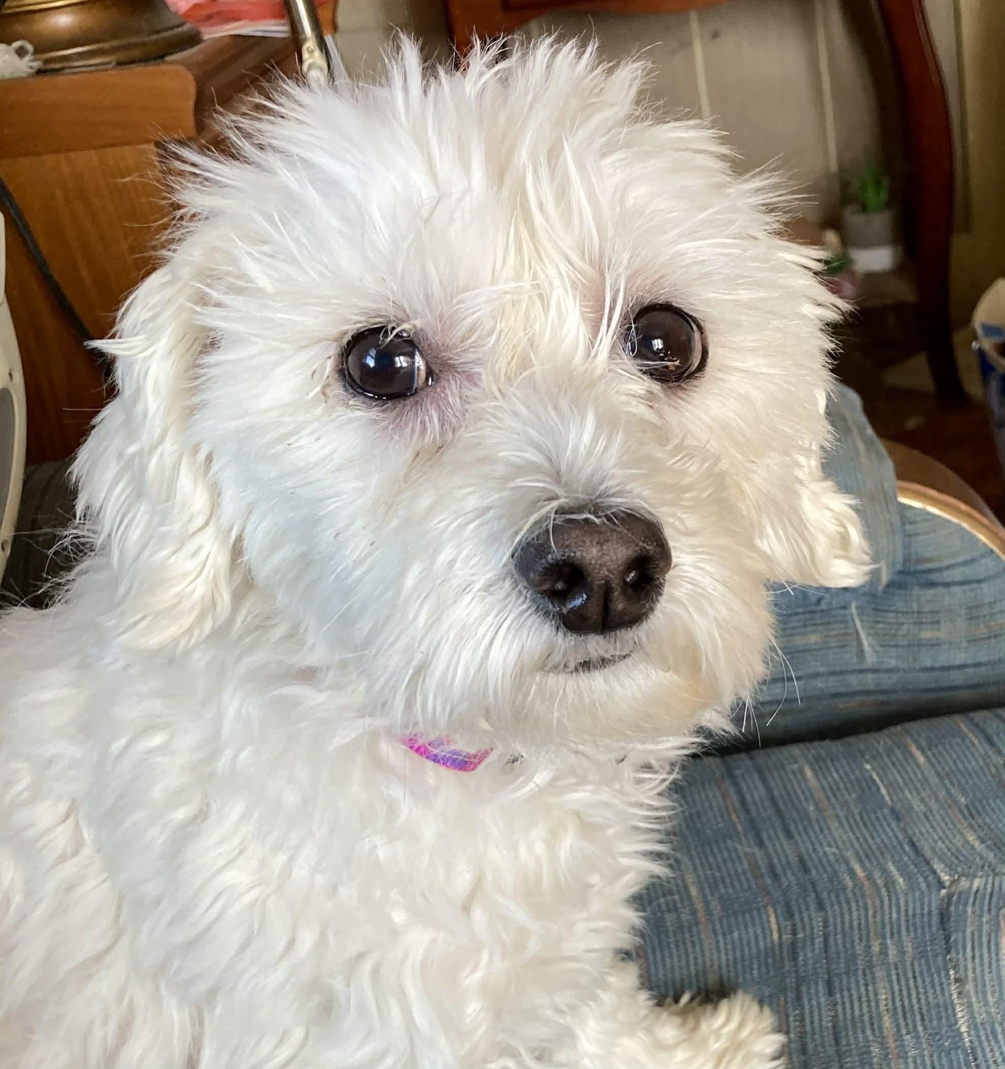 Enlarge Phoebe!!, an adoptable mixed breed in Celina, OH image 6/6