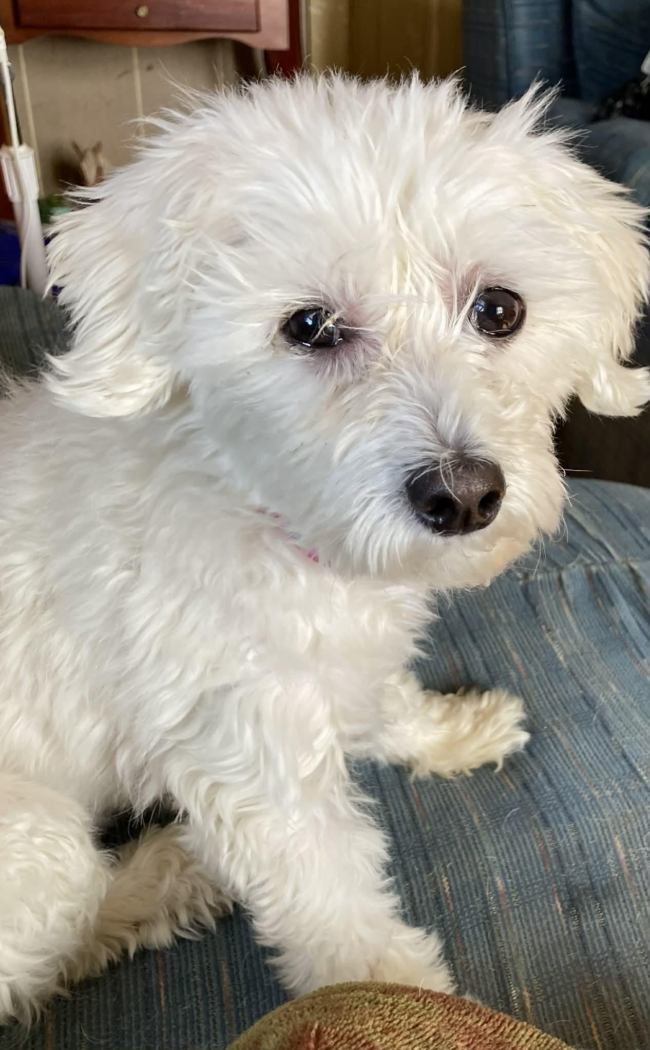 Enlarge Phoebe!!, an adoptable mixed breed in Celina, OH image 4/6