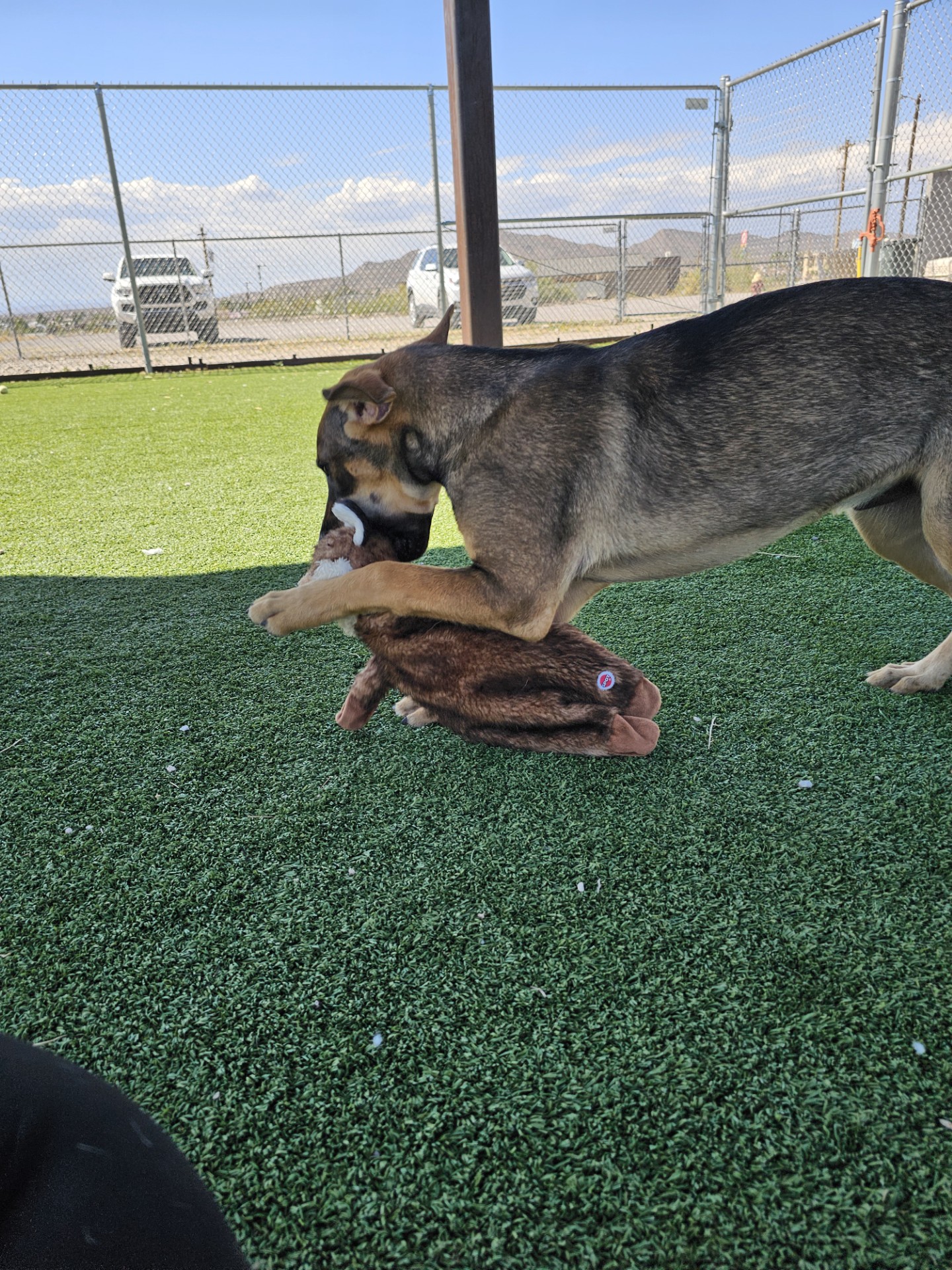 Dog for adoption Aslan, a Mixed Breed in Truth or Consequences , NM Petfinder
