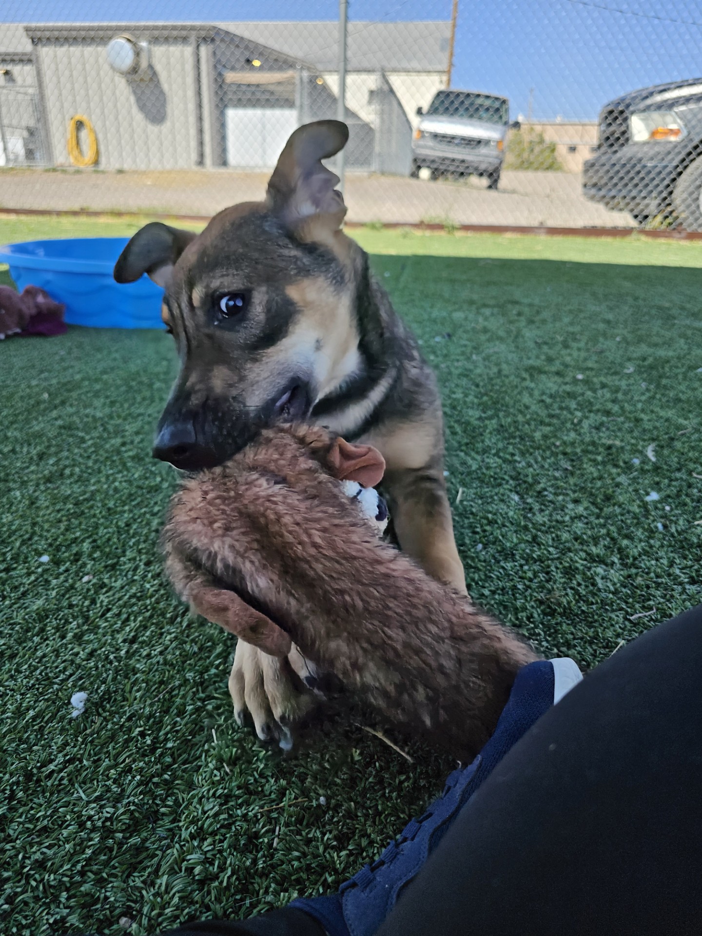 Dog for adoption Aslan, a Mixed Breed in Truth or Consequences , NM Petfinder