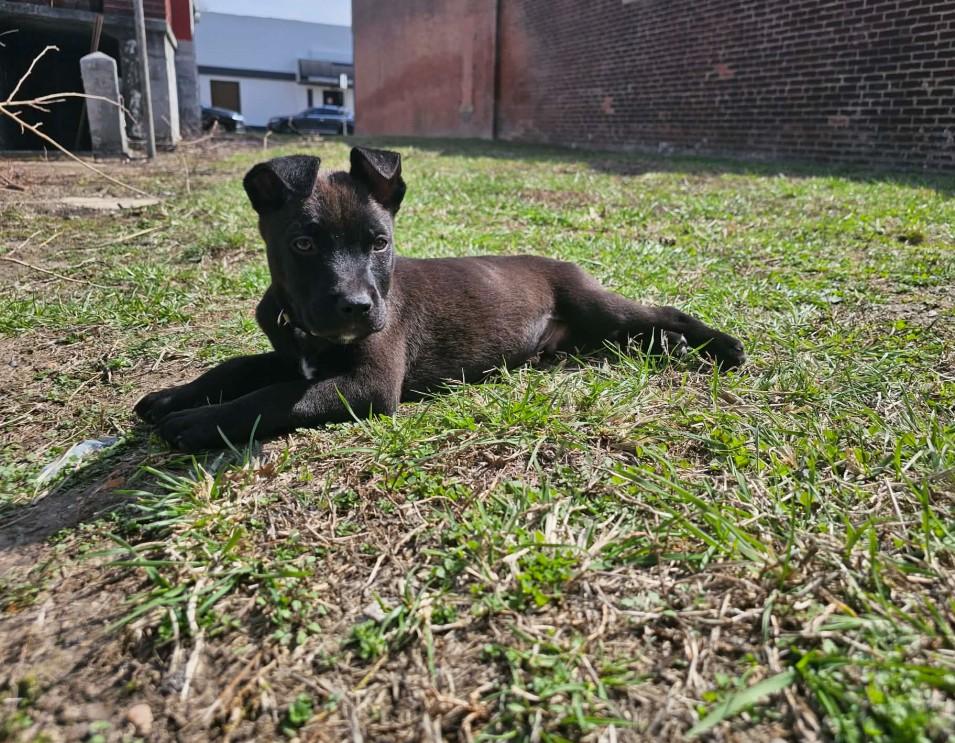Enlarge Hamm, a ADOPTABLE mixed breed in St. Louis, MO image 3/3