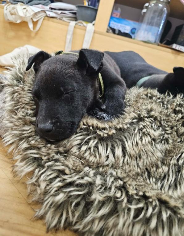 Enlarge Hamm, a ADOPTABLE mixed breed in St. Louis, MO image 2/3