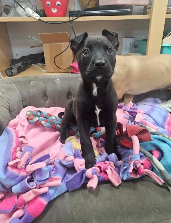 Hamm, ADOPTABLE, Puppy Male Mixed Breed.
