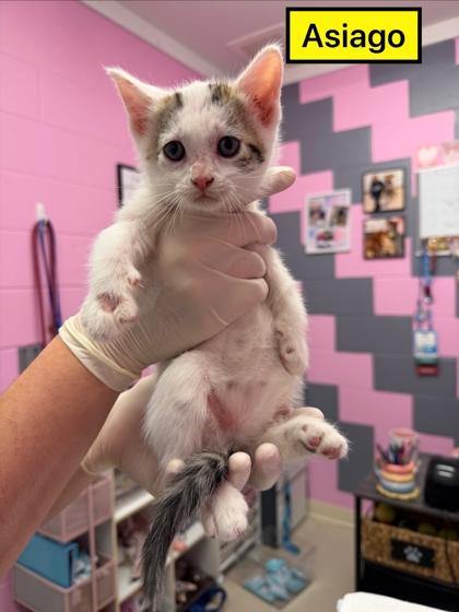 Asiago, a Adoptable mixed breed in Columbus, IN image 2/2