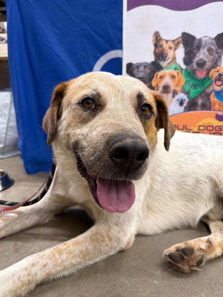 Enlarge Kieffer, a Adoptable mixed breed in Fort Lupton, CO image 1/4