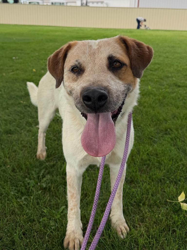 Enlarge Kieffer, a Adoptable mixed breed in Fort Lupton, CO image 2/4
