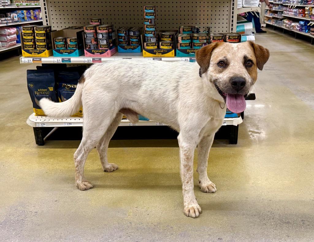Enlarge Kieffer, a Adoptable mixed breed in Fort Lupton, CO image 3/4