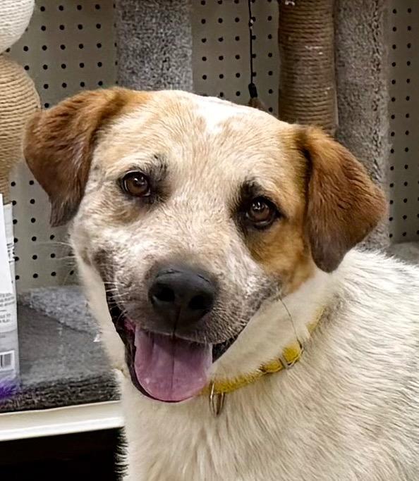 Enlarge Kieffer, a Adoptable mixed breed in Fort Lupton, CO image 4/4