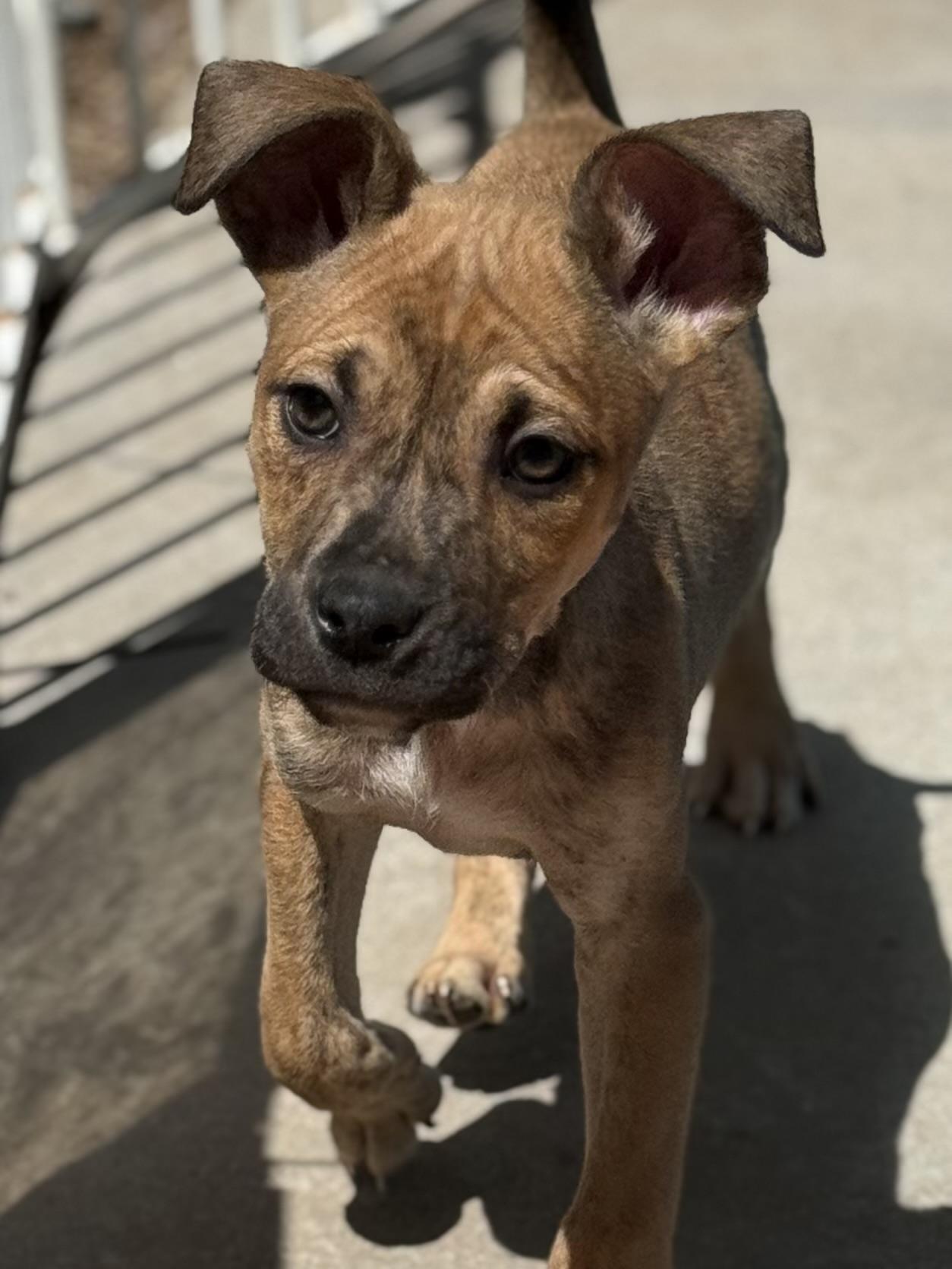 Enlarge Reed, a ADOPTABLE mixed breed in Hesperia, CA image 1/4