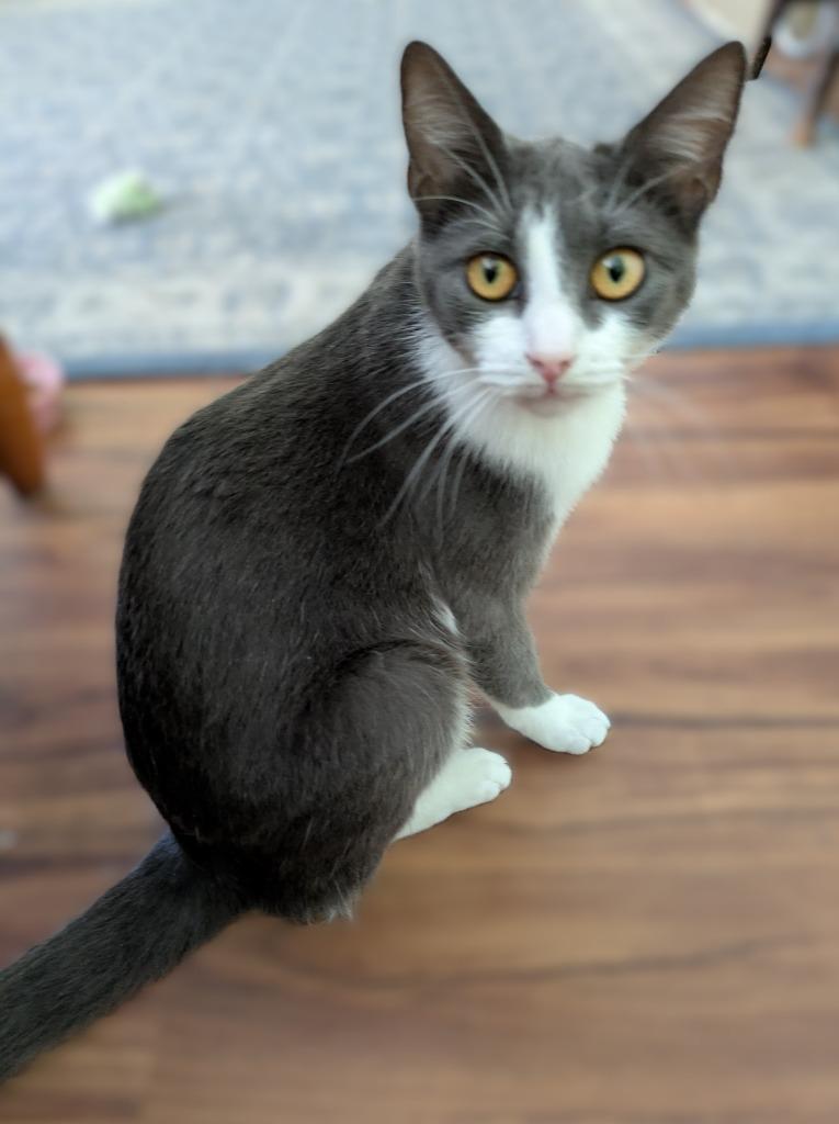 Enlarge Steel Magnolia26, a Adoptable mixed breed in Youngsville, NC image 1/3