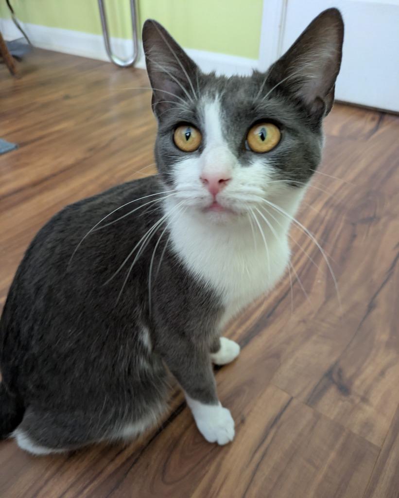 Enlarge Steel Magnolia26, a Adoptable mixed breed in Youngsville, NC image 2/3