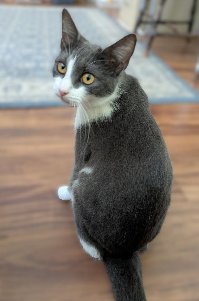 Enlarge Steel Magnolia26, a Adoptable mixed breed in Youngsville, NC image 3/3