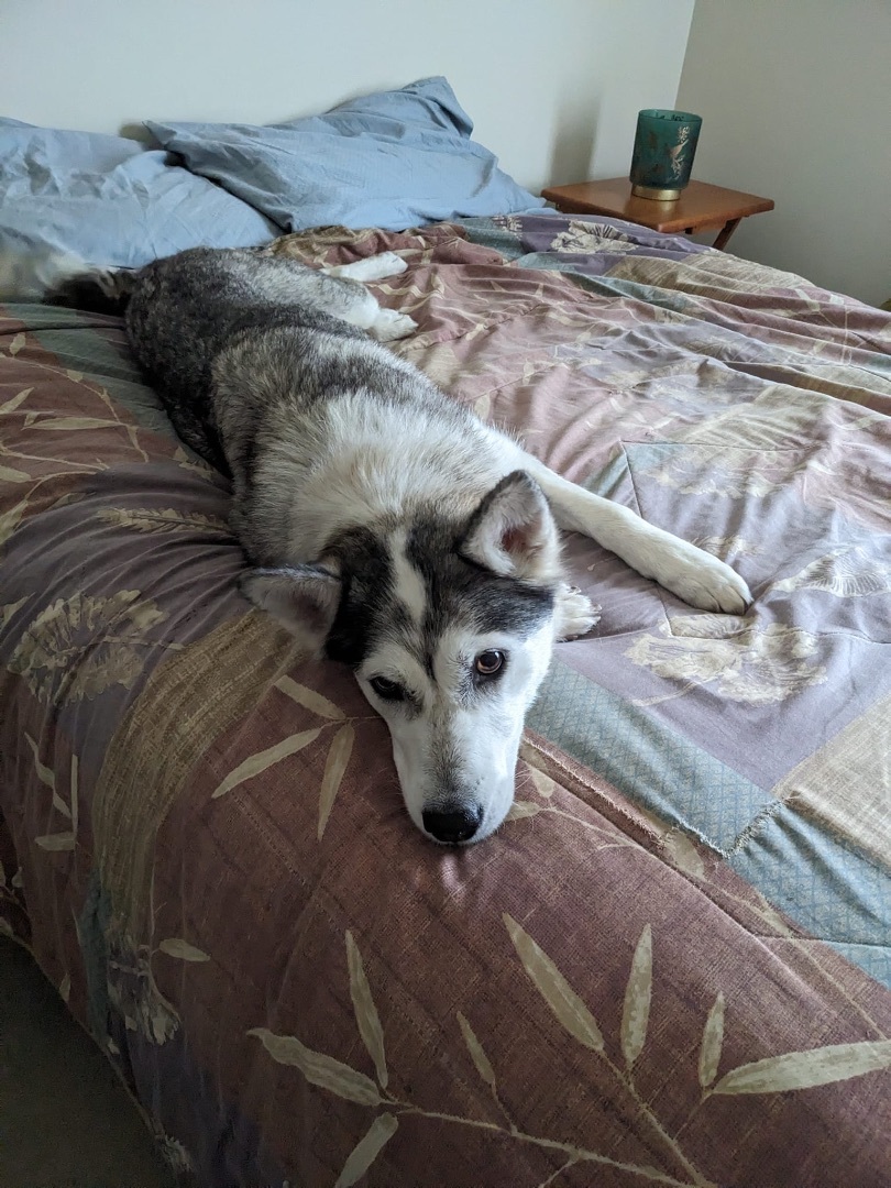 Enlarge Adele, a Adopted mixed breed in Manassas, VA image 1/4