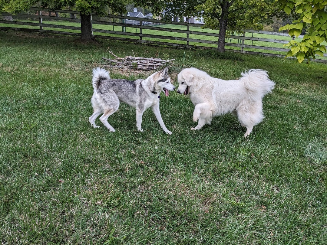 Enlarge Adele, a Adopted mixed breed in Manassas, VA image 2/4